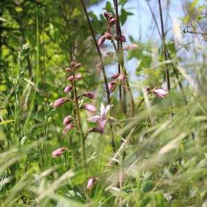 Dictamnus albus (RL Kat. 3 LSA) in Gartenbrache des Kleingartenvereins Schnarsleben e.V. Bild: Tino Fauk